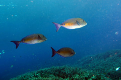 Prionurus maculatus