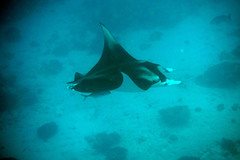 Mobula alfredi