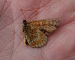 Euphydryas aurinia