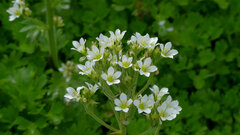 Saxifraga aquatica