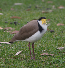 Vanellus miles novaehollandiae
