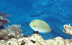 Acanthurus lineatus