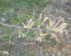 Hakea erinacea