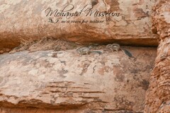 Atlantoxerus getulus