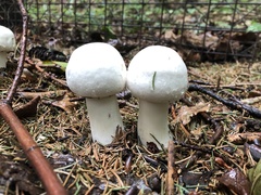 Agaricus campestris