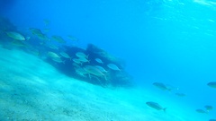 Seriola