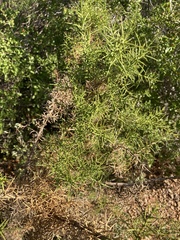 Ulex