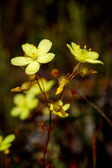 Drosera intricata