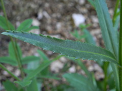 Leucanthemum heterophyllum