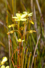 Drosera intricata