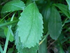 Leucanthemum heterophyllum