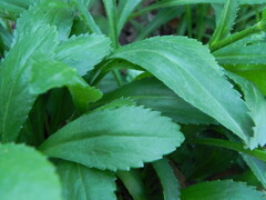Leucanthemum heterophyllum