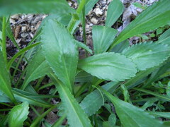 Leucanthemum heterophyllum