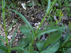 Leucanthemum heterophyllum