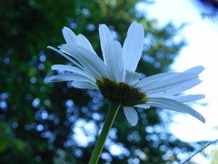 Leucanthemum heterophyllum
