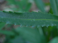 Leucanthemum heterophyllum
