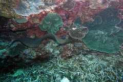 Gymnothorax flavimarginatus