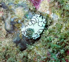 Doriprismatica atromarginata