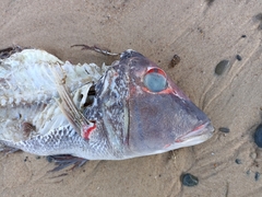 Lethrinus miniatus