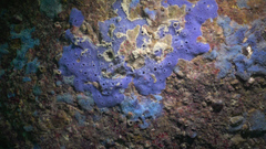 Porifera