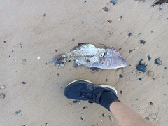 Lethrinus miniatus