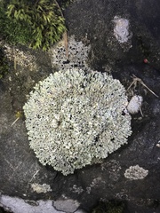 Physcia caesia