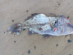Lethrinus miniatus