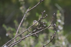 Acanthiza chrysorrhoa