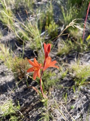 Watsonia
