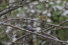 Acanthiza chrysorrhoa