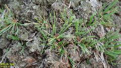 Pinus