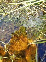 Pallavicinia lyellii