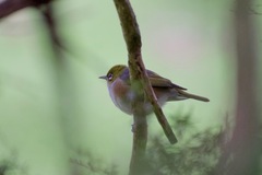 Zosterops lateralis