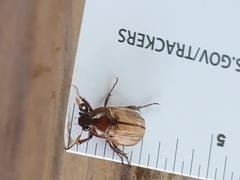 Anomala flavipennis