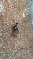 Cardiodactylus guttulus