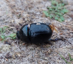 Anoplotrupes stercorosus
