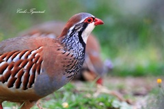 Alectoris rufa
