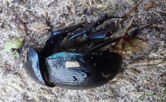 Anoplotrupes stercorosus