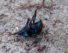 Anoplotrupes stercorosus