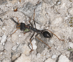 Myrmecia arnoldi