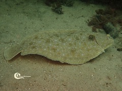 Solea senegalensis
