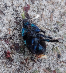 Anoplotrupes stercorosus