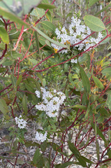 Myoporum viscosum