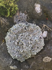Physcia caesia