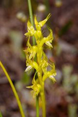 Prasophyllum gracile