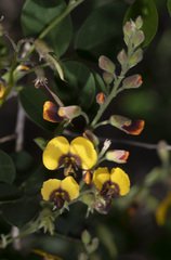 Goodia medicaginea