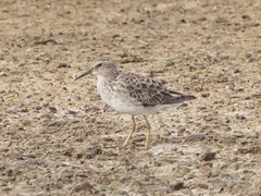 Calidris subminuta