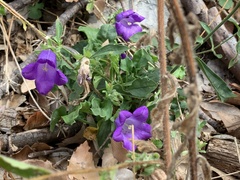Campanula medium