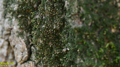 Bryophyta