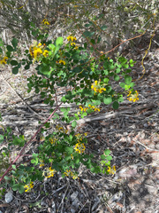 Goodia medicaginea